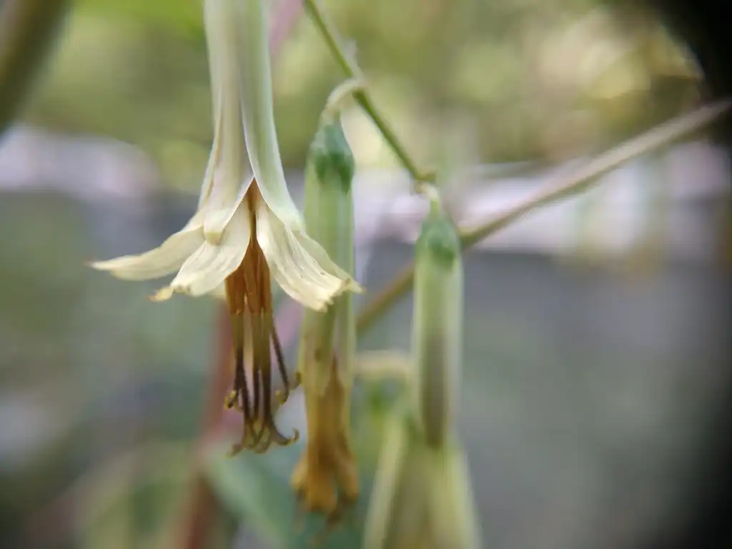 Foto de Nabalus altissimus (Nabalus altissimuss)