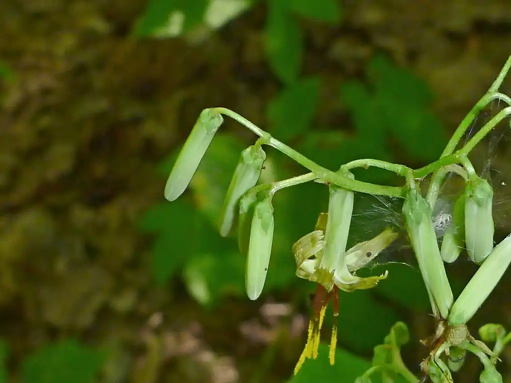 Foto de Nabalus altissimus - Flower buds:jonathan_mack