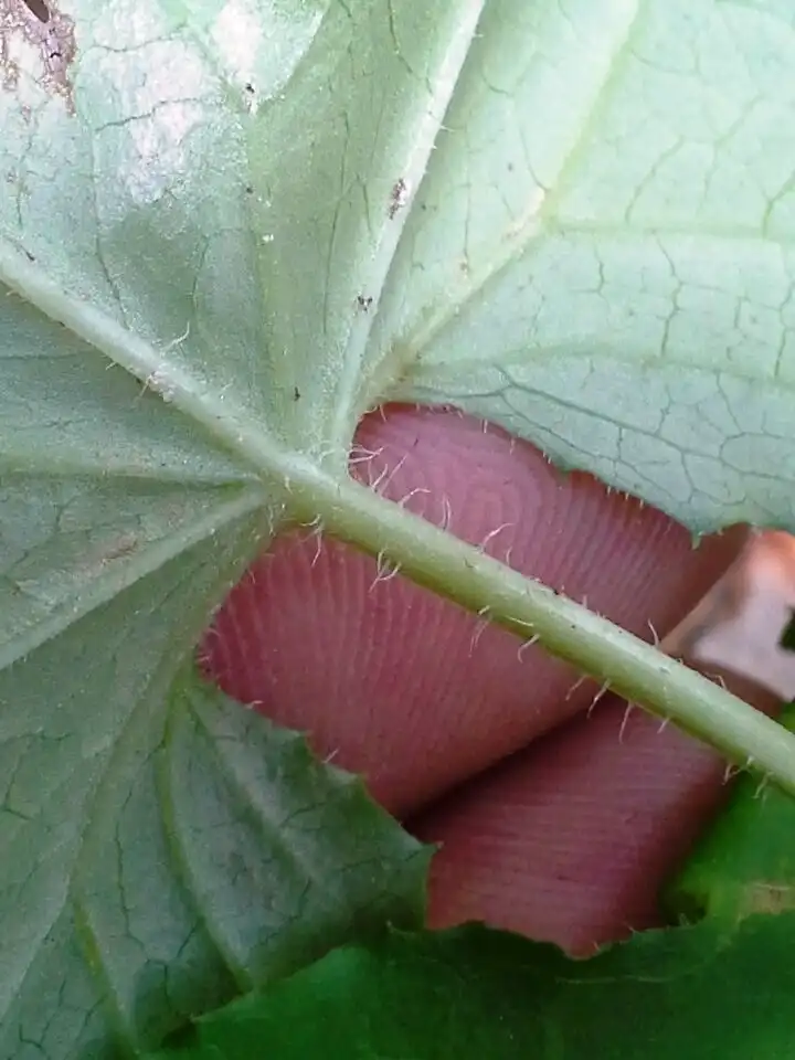 Foto de Nabalus altissimus - Stem with hairs:Eric Keith