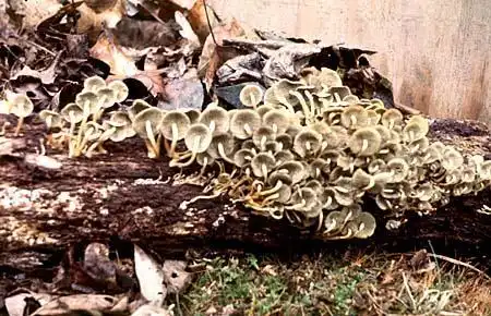 Photo of Naematoloma fasciculare (Naematoloma fasciculares)