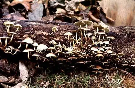 Photo of Naematoloma fasciculare (Naematoloma fasciculares)
