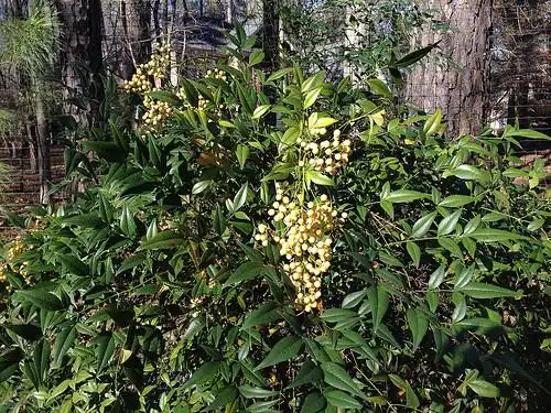 Photo of Nandina domestica 'Alba' (Nandina domestica 'Alba's)