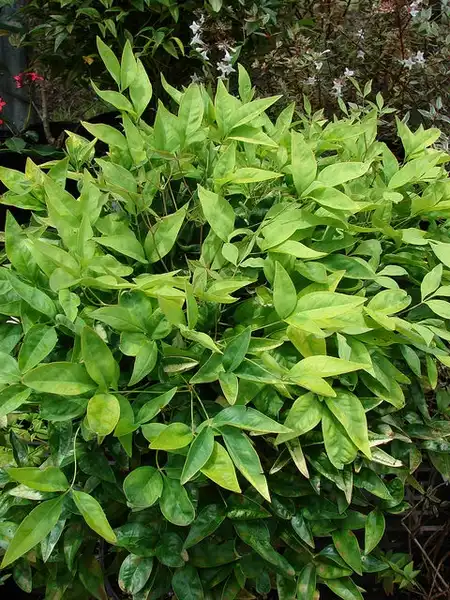 Photo of Nandina domestica 'Fire Power' (Nandina domestica 'Fire Power's)