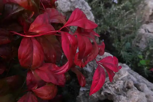 Photo of Nandina domestica 'Fire Power' (Nandina domestica 'Fire Power's)