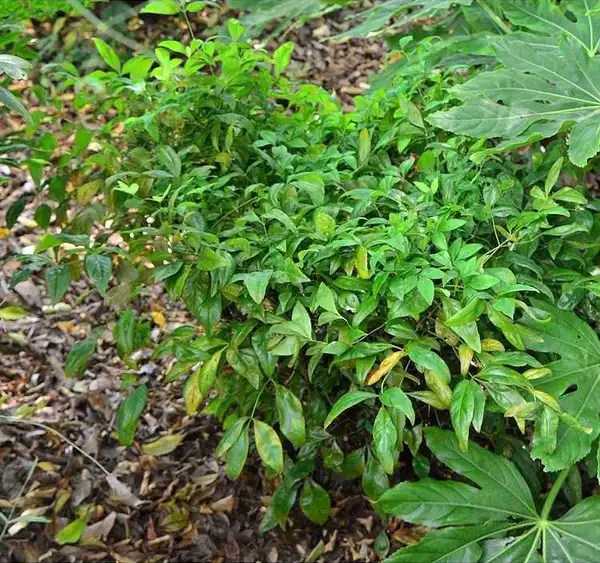 Photo of Nandina domestica 'Fire Power' - Nandina domestica 'Fire Power':JC Raulston Arboretum
