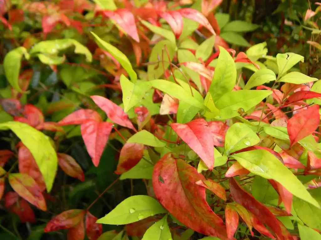Photo of Nandina domestica 'Fire Power' - Fall coloring of leaves (Buncombe County, NC):Randy Harter