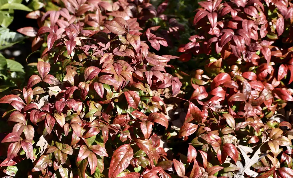 Photo of Nandina domestica 'Fire Power' - Leaves (Warren County,NC):Cathy Dewitt
