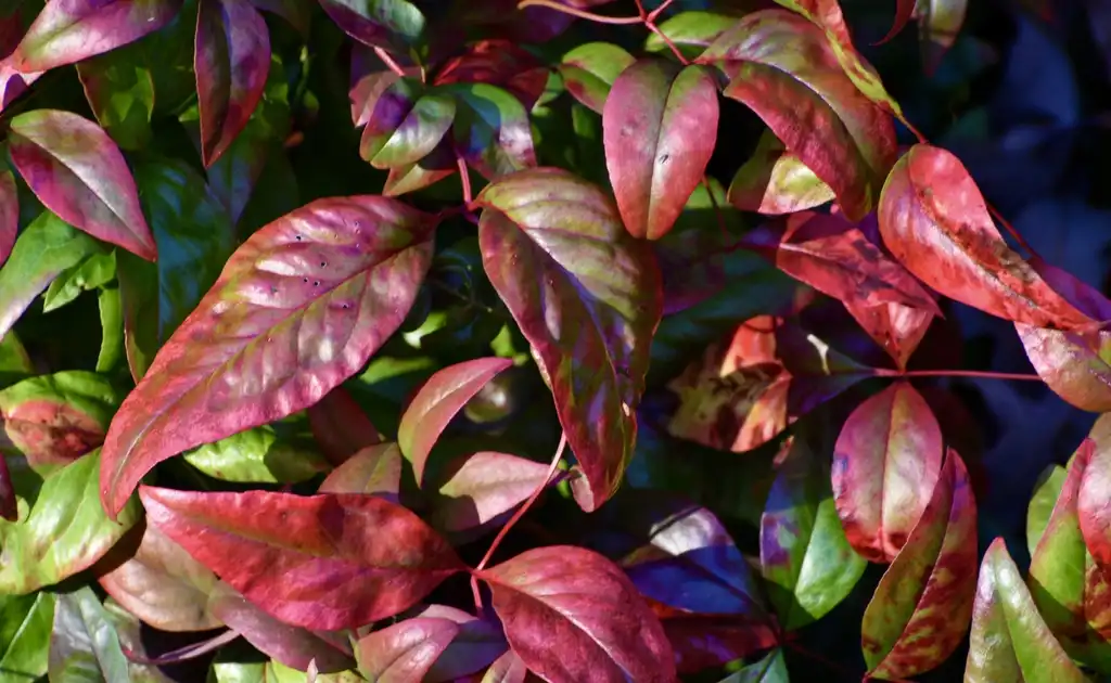 Photo of Nandina domestica 'Fire Power' - Leaves (Warren County,NC)-Mid Winter:Douglas Goldman, USDA