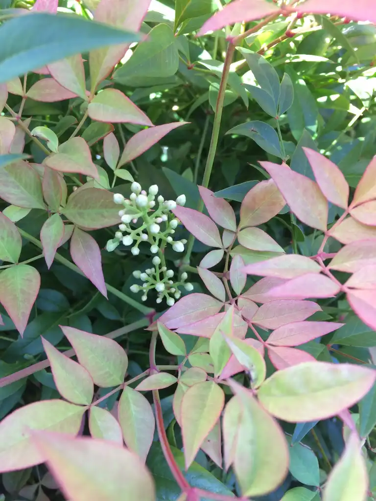 Foto de Nandina domestica 'Gulf Stream' (Nandina domestica 'Gulf Stream's)