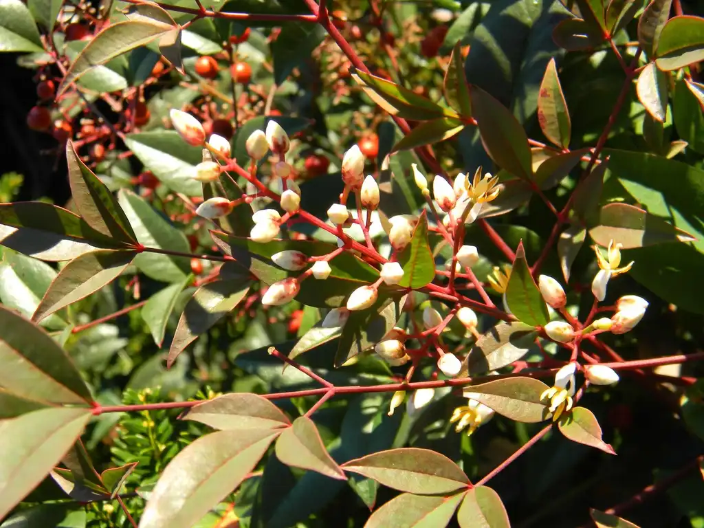 Photo of Nandina domestica 'Harbour Dwarf' (Nandina domestica 'Harbour Dwarf's)