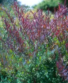 Фото Nandina domestica 'Plum' Passion' (Nandina domestica 'Plum' Passion's)