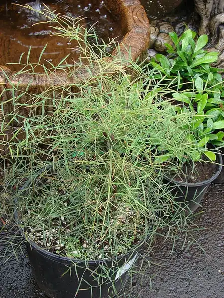 Photo of Nandina domestica 'San Gabriel' (Nandina domestica 'San Gabriel's)
