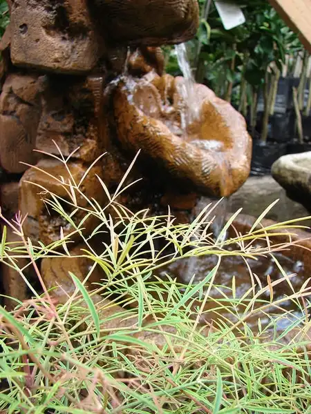Photo of Nandina domestica 'San Gabriel' (Nandina domestica 'San Gabriel's)