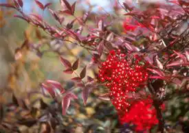 Foto de Nandina domestica 'Umpqua Chief' (Nandina domestica 'Umpqua Chief's)