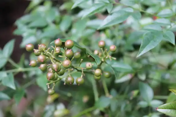 Фото Nandina domestica (Nandina domesticas)