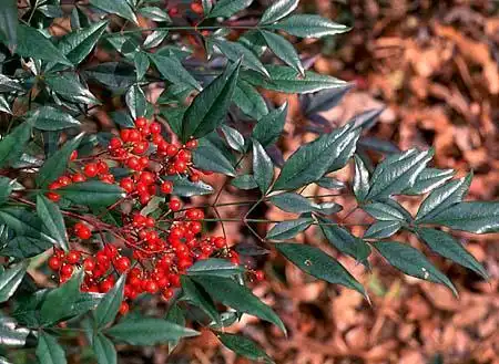 Фото Nandina domestica (Nandina domesticas)