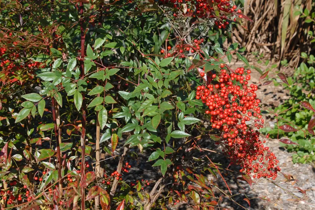 Фото Nandina domestica - Fruit and Leaves:Jim Robbins