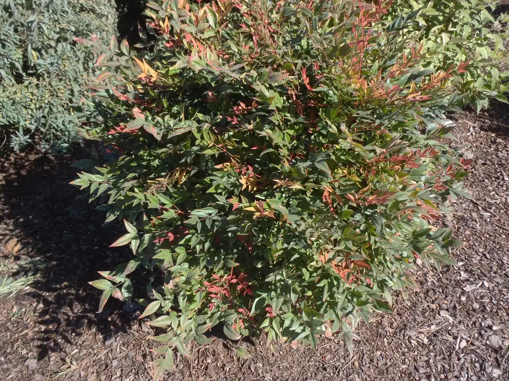 Фото Nandina domestica - 'Sunray' Form:Jim Robbins
