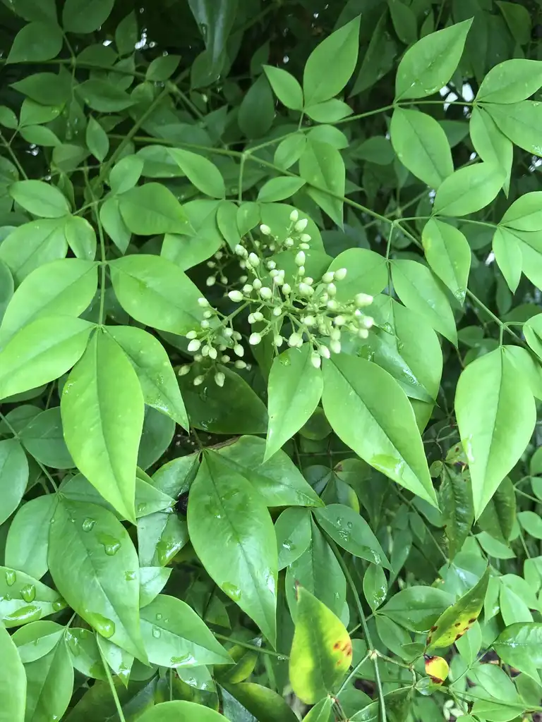 Фото Nandina domestica - Flower Buds (Wake County,NC)-Early May:Cathy Dewitt