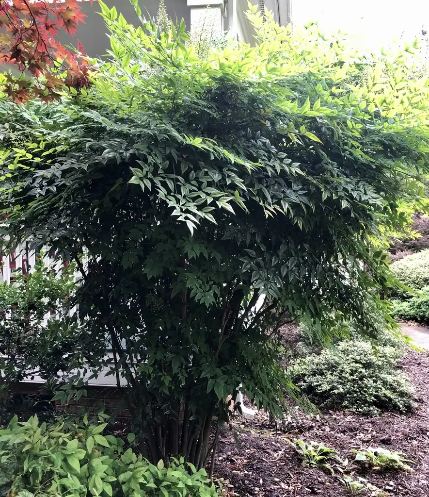 Фото Nandina domestica - Full Form (Wake County,NC):Cathy Dewitt