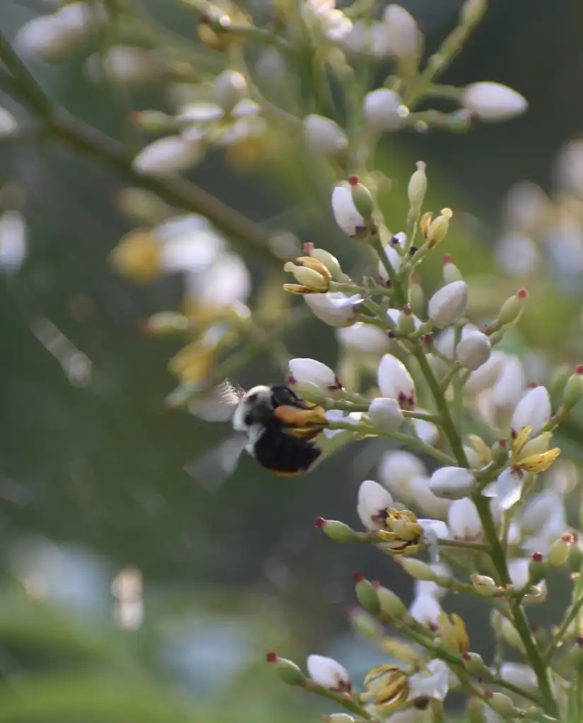 Фото Nandina domestica - Flower and Bee (Wake County, NC):Cathy Dewitt