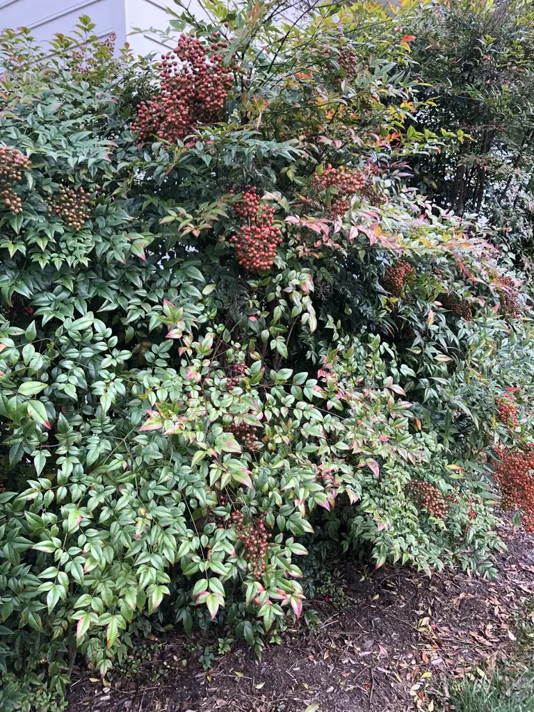 Фото Nandina domestica - Form (Wake County, NC)-Mid Fall:Cathy Dewitt