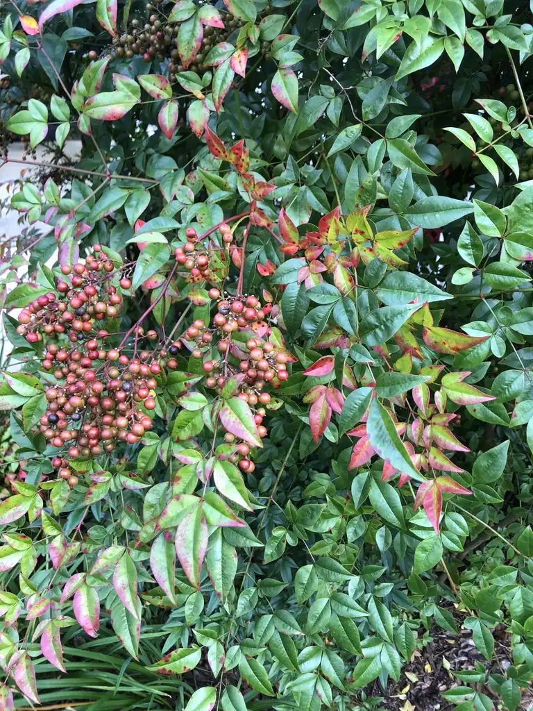 Фото Nandina domestica - Seeds (Wake County,NC):Cathy Dewitt