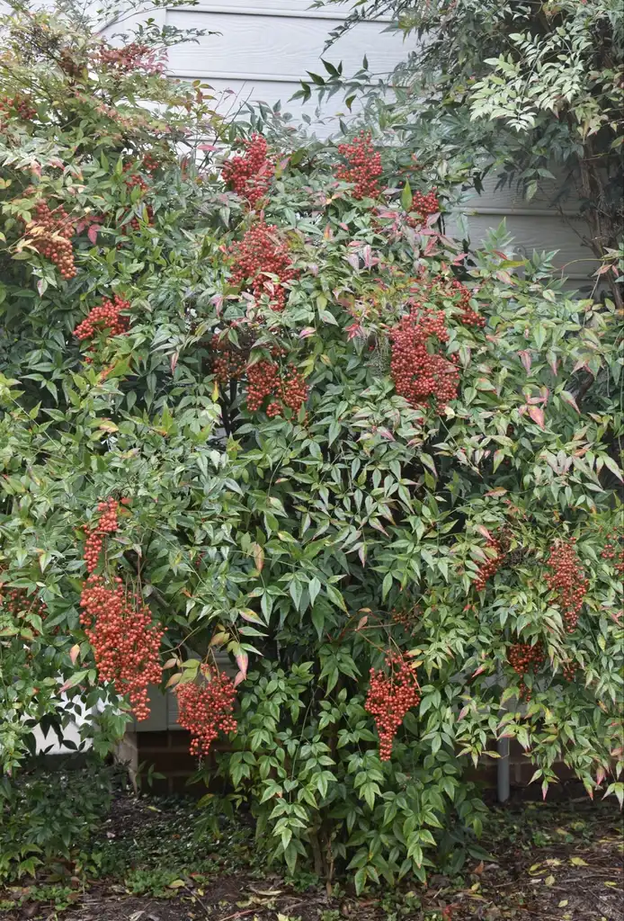 Фото Nandina domestica - Form (Wake County, NC)-Fall:Cathy Dewitt