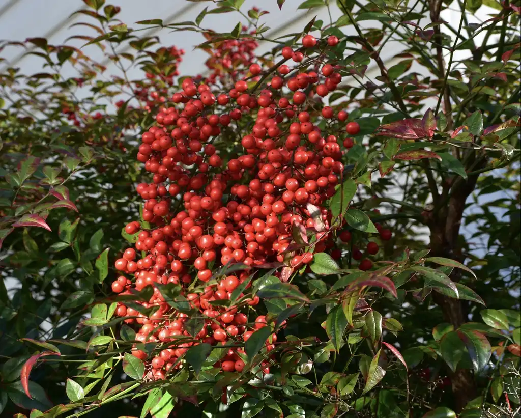 Фото Nandina domestica - Berries (Wake County, NC)-Mid Winter:Cathy Dewitt