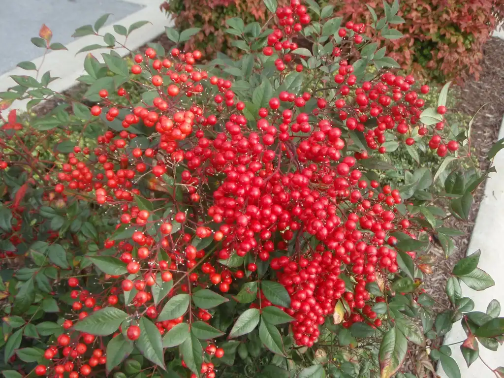 Фото Nandina domestica - Fruits:Jim Robbins