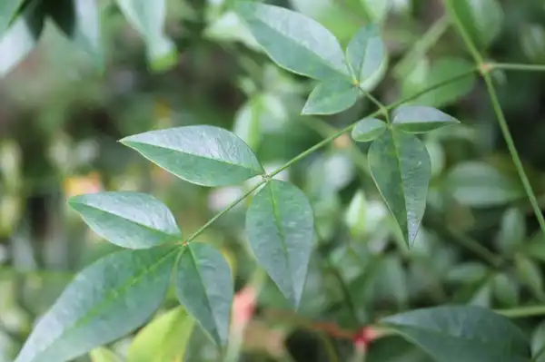 Фото Nandina domestica - Leaves:skdavidson