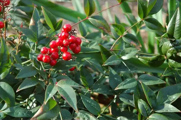 Фото Nandina domestica - 'Harbor Belle' berries and leaves:JC Raulston Arboretum