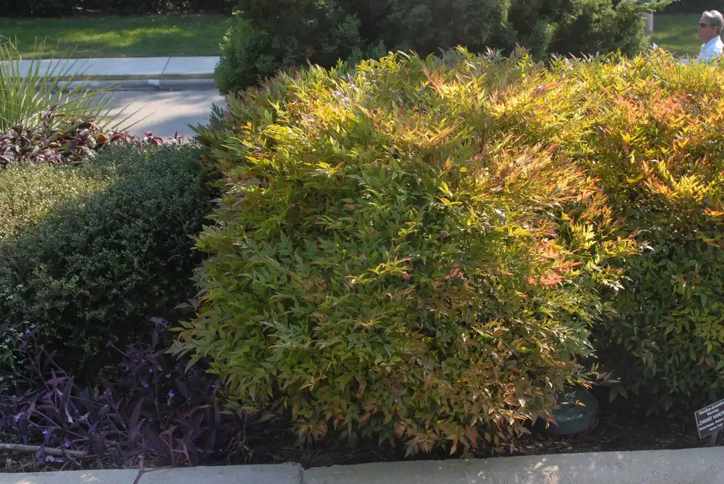 Фото Nandina domestica - 'Moon bay' under Sun Form:Jim Robbins