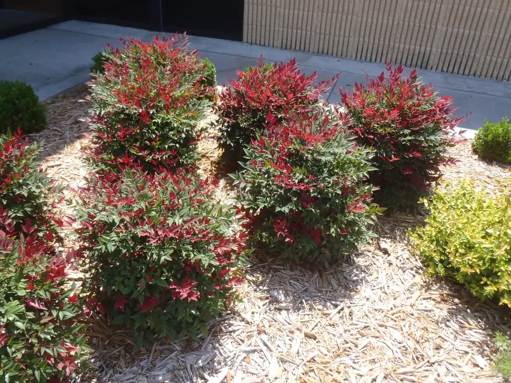 Фото Nandina domestica - 'Flirt' Form:Jim Robbins