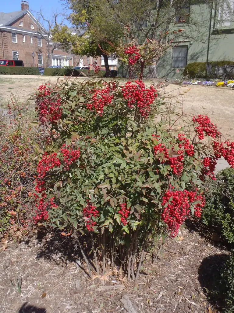 Фото Nandina domestica - Fruit Form:Jim Robbins