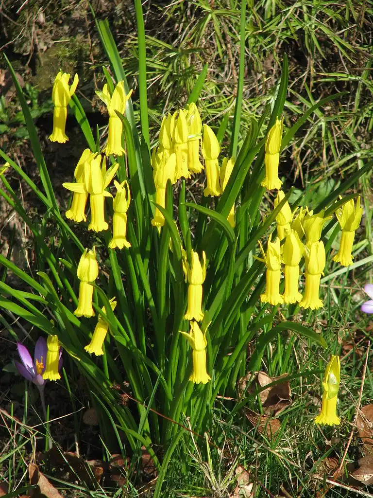 Photo of Narcissus cyclamineus (Narcissus cyclamineuss)