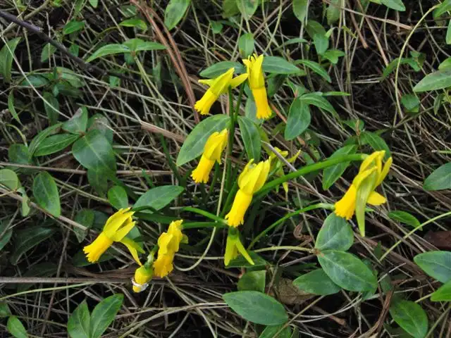 Photo of Narcissus cyclamineus (Narcissus cyclamineuss)