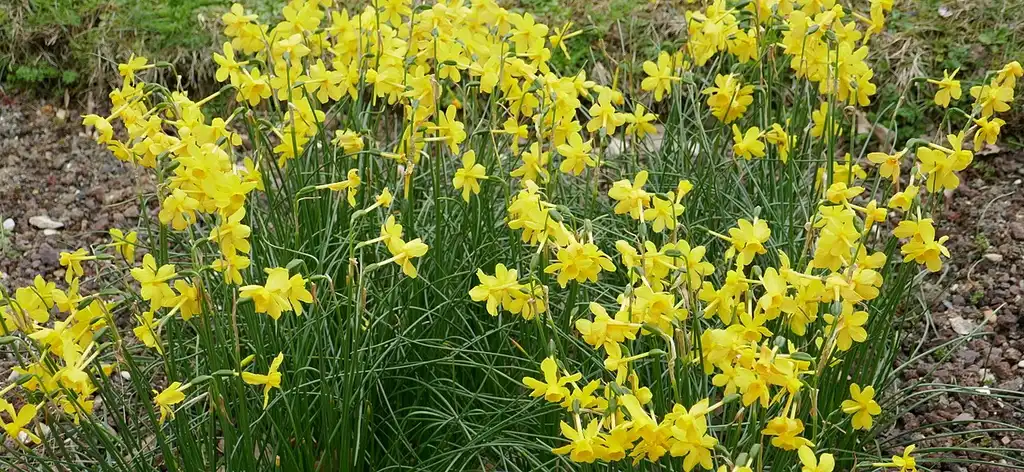 Foto de Narcissus jonquilla (Narcissus jonquillas)