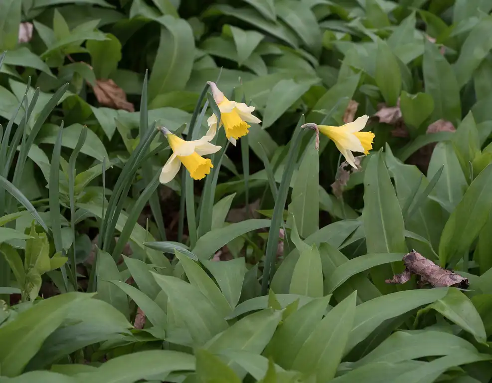 Photo of Narcissus pseudonarcissus (Narcissus pseudonarcissuss)