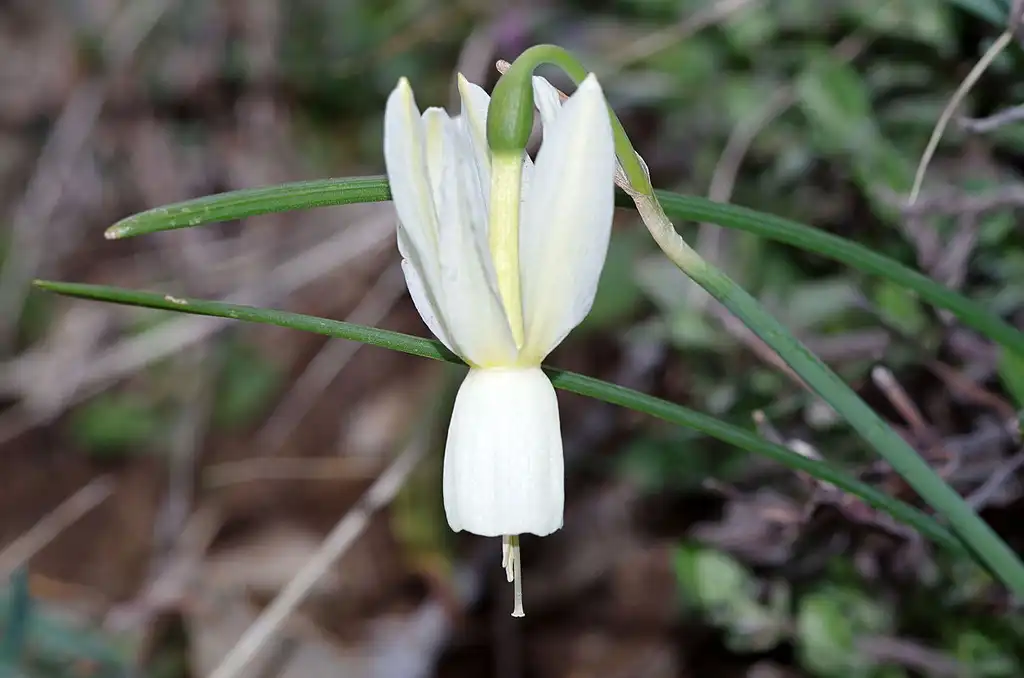 Photo of Narcissus triandrus (Narcissus triandruss)