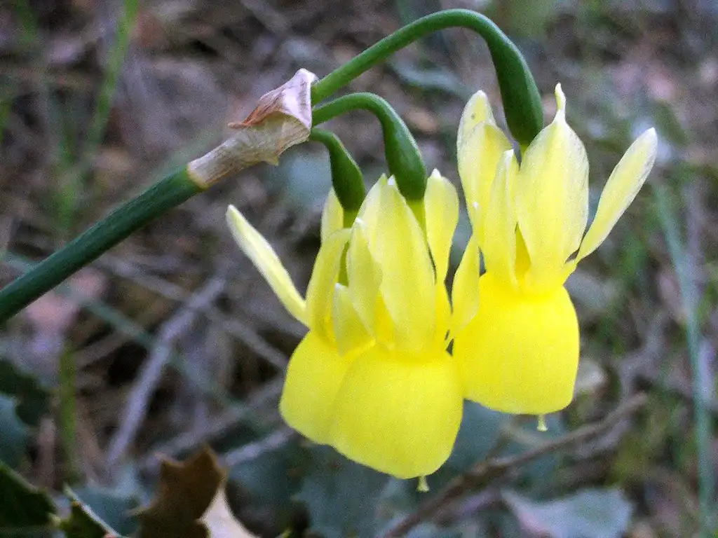 Photo of Narcissus triandrus (Narcissus triandruss)