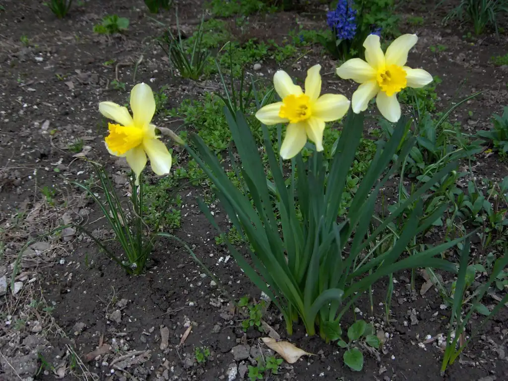 Photo of Narcissus x incomparabilis (Narcissus x incomparabiliss)