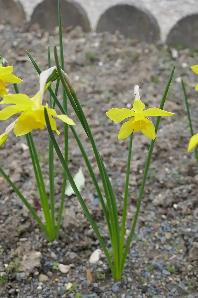 Photo of Narcissus x odorus (Narcissus x odoruss)