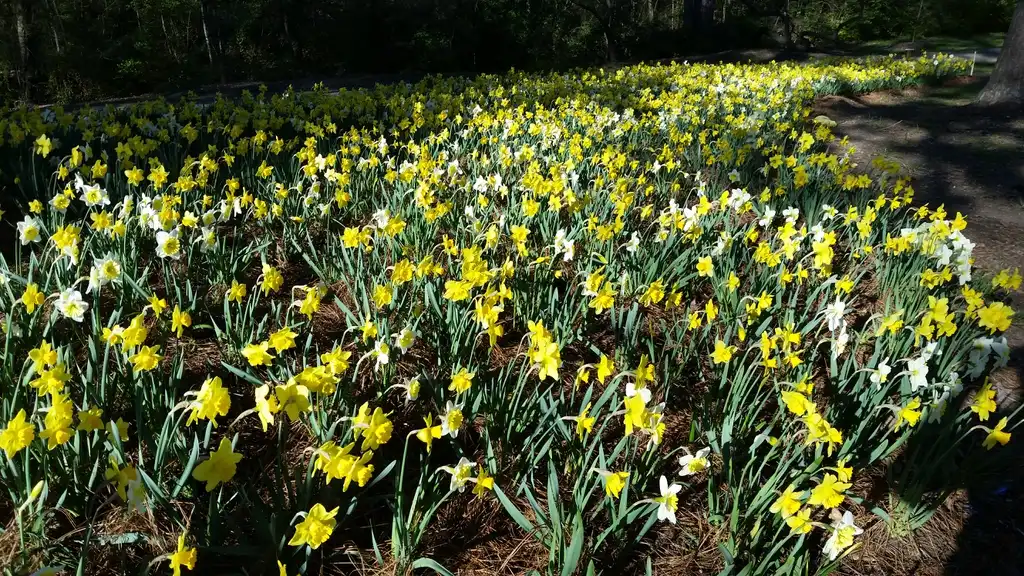 Фото Narcissus (Narcissuss)