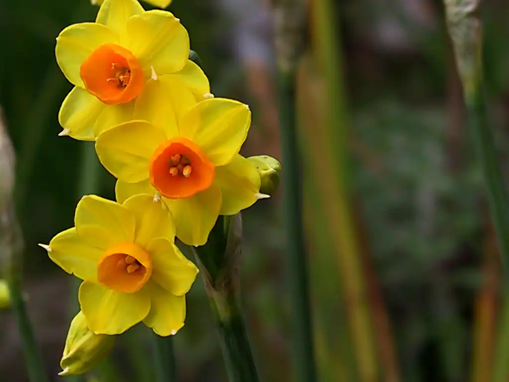 Фото Narcissus (Narcissuss)
