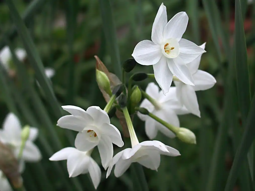 Фото Narcissus - White Narcissus flowers.:Juni, Wikimedia