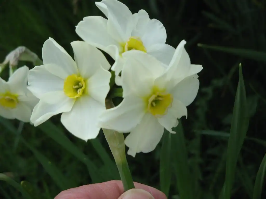 Фото Narcissus - Narcissus medioluteus with multiple flowers on one stalk.:Meneerke bloem, Flickr