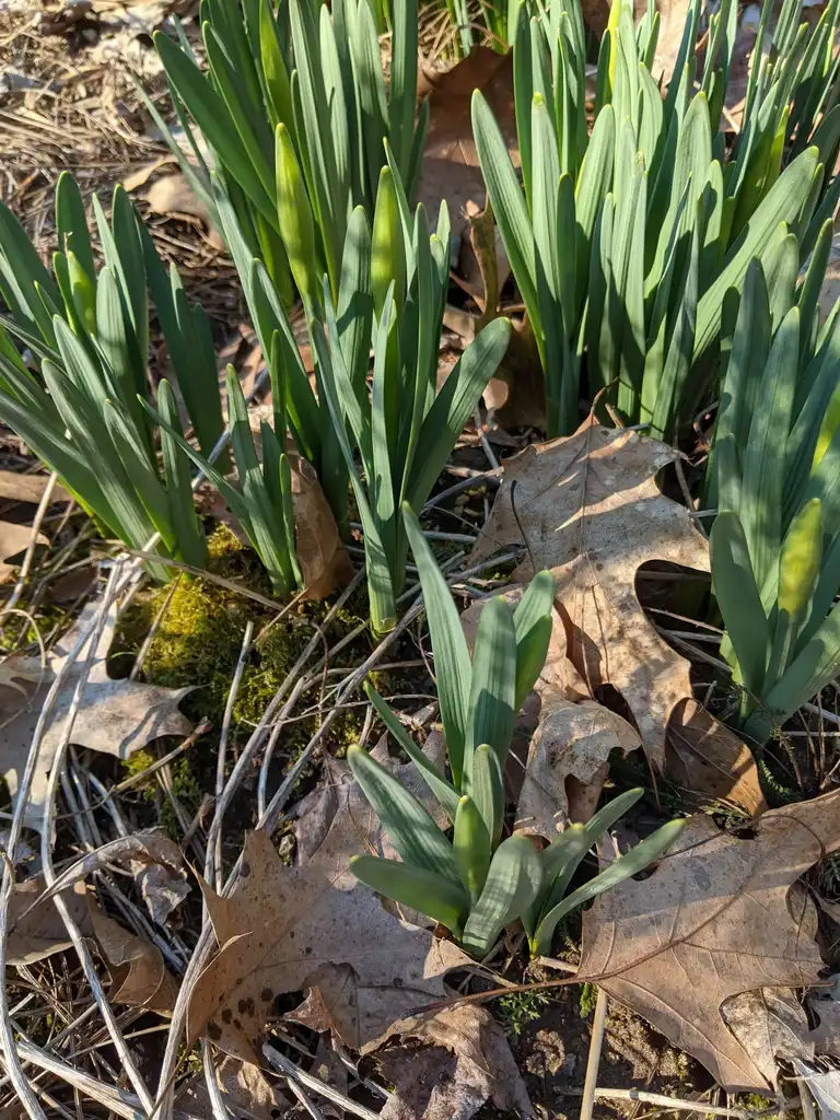 Фото Narcissus - Buds (Cabarrus County,NC)-Late Winter:Hope Duckworth