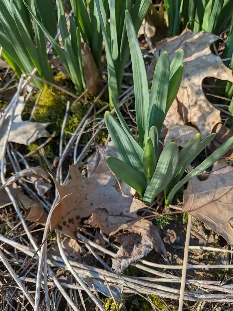 Фото Narcissus - Leaves (Cabarrus County, NC)-Late Winter:Hope Duckworth
