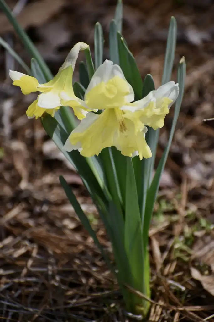Фото Narcissus - Form (Warren County,NC)-Early Spring:Cathy Dewitt